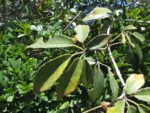 Handroanthus pulcherrimus (13)
