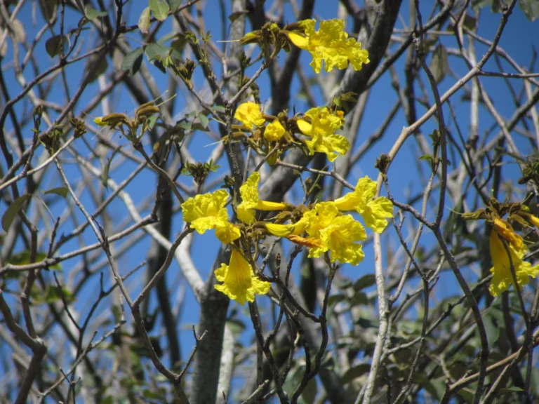 Handroanthus pulcherrimus (7)