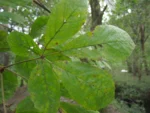 Handroanthus chrysotrichus (32)
