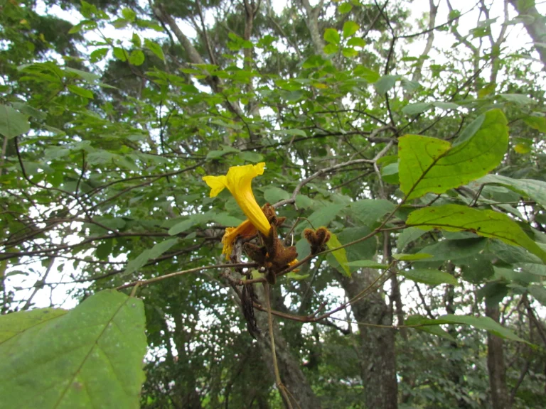 Handroanthus chrysotrichus (26)