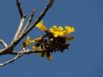 Handroanthus chrysotrichus (22)