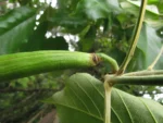Handroanthus chrysotrichus (15)