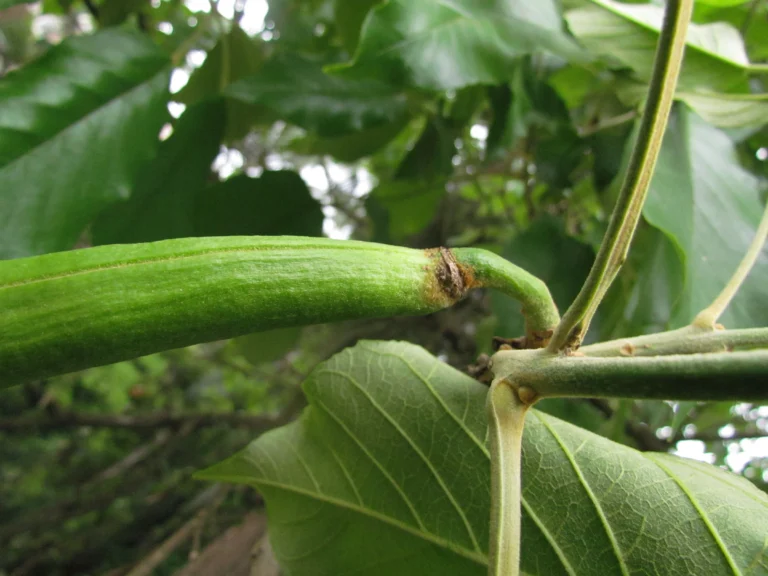 Handroanthus chrysotrichus (15)