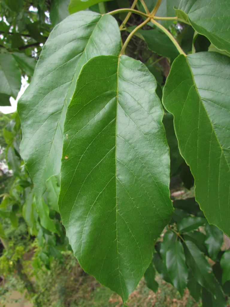 Handroanthus chrysotrichus (11)