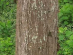 Handroanthus chrysotrichus (8)
