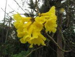 Handroanthus chrysotrichus (7)