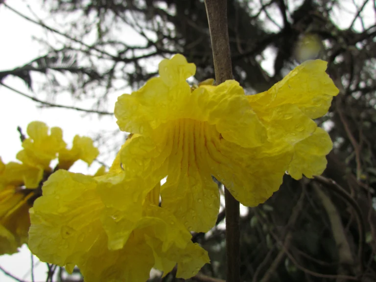 Handroanthus chrysotrichus (3)