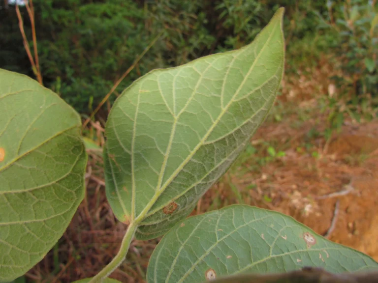 Fridericia leucopogon (11)