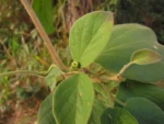 Fridericia leucopogon (9)