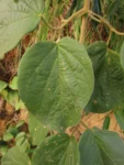Fridericia leucopogon (7)