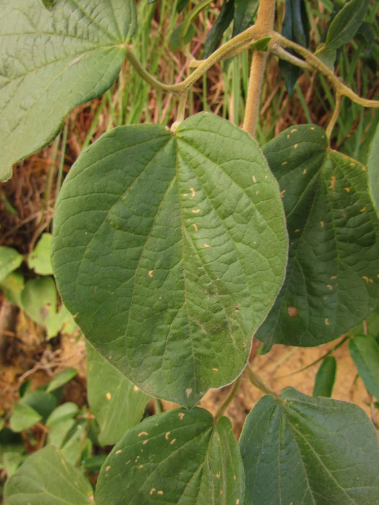 Fridericia leucopogon (7)