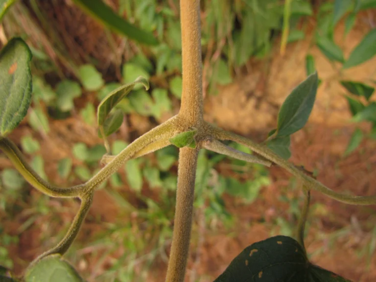 Fridericia leucopogon (8)