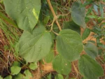 Fridericia leucopogon (6)