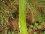Fridericia leucopogon (4)