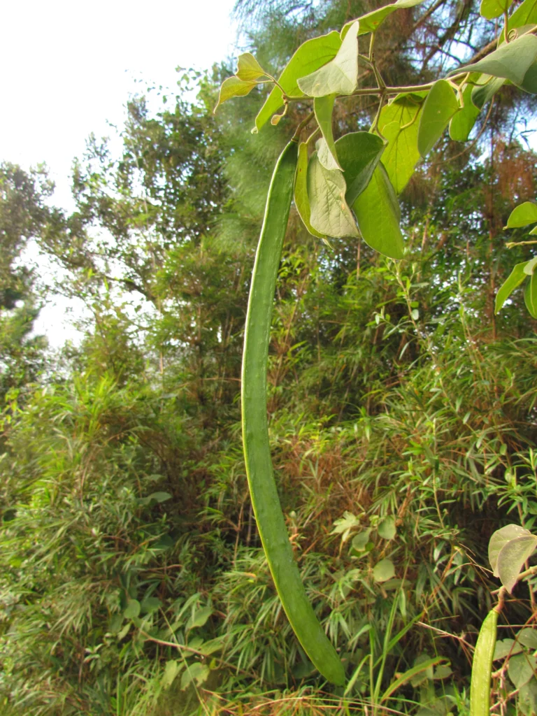 Fridericia leucopogon (3)