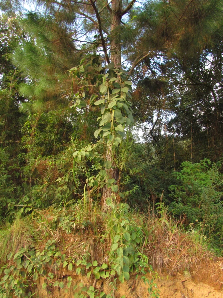 Fridericia leucopogon (2)