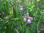 Fridericia chica (53)