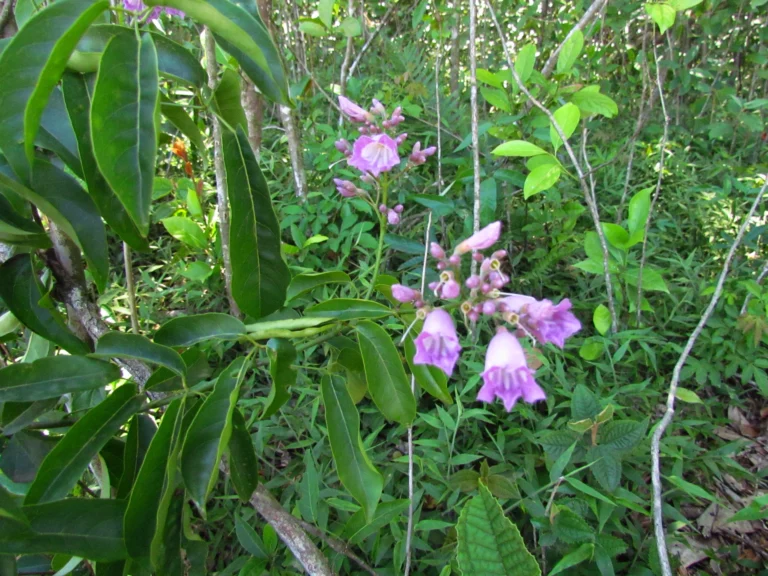Fridericia chica (53)
