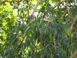 Fridericia chica (46)