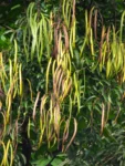 Fridericia chica (39)