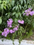 Fridericia chica (35)
