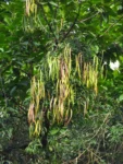 Fridericia chica (36)