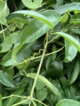 Fridericia chica (32)