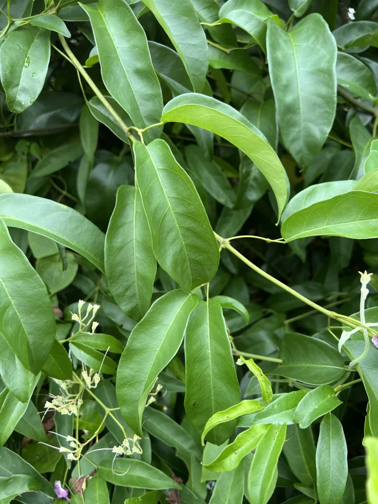 Fridericia chica (30)