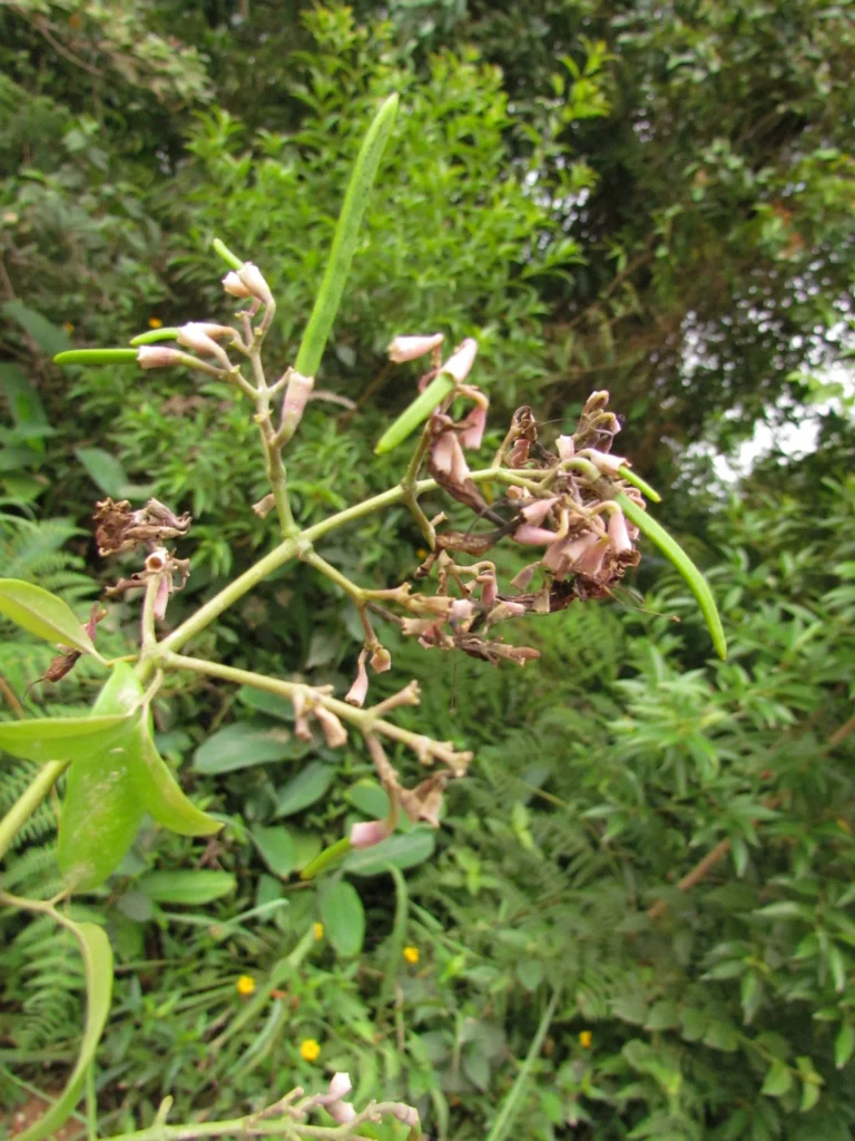 Fridericia chica (22)