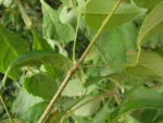 Fridericia chica (20)