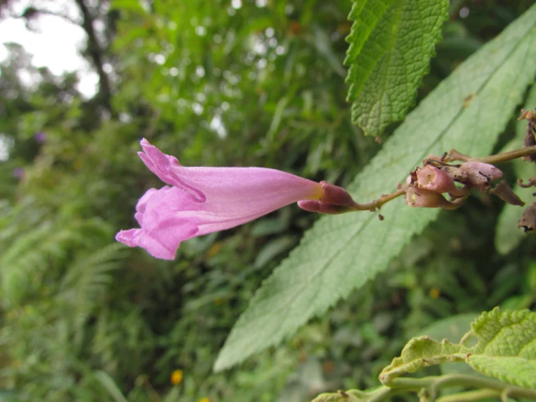 Fridericia chica (16)