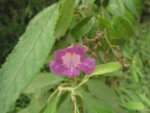 Fridericia chica (14)