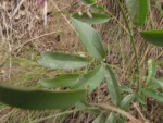 Fridericia chica (10)