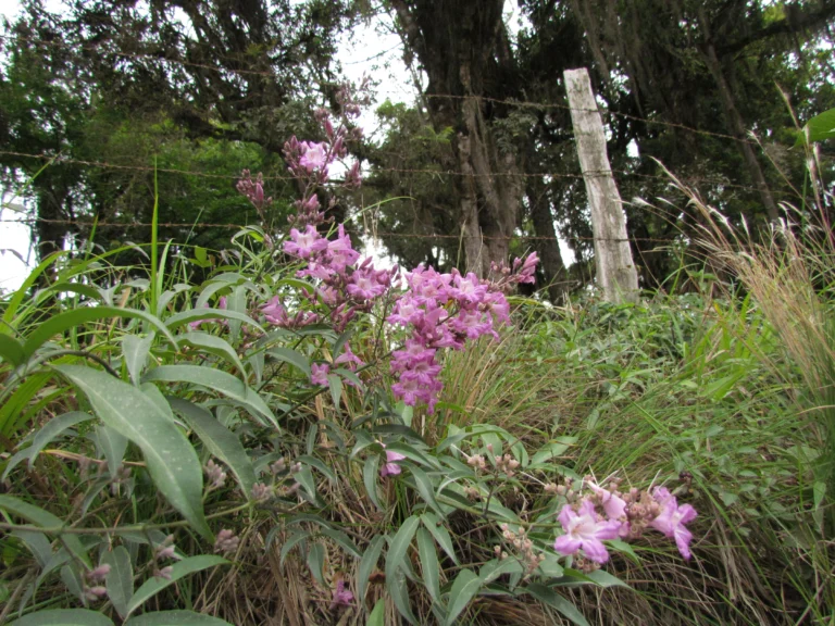 Fridericia chica (9)