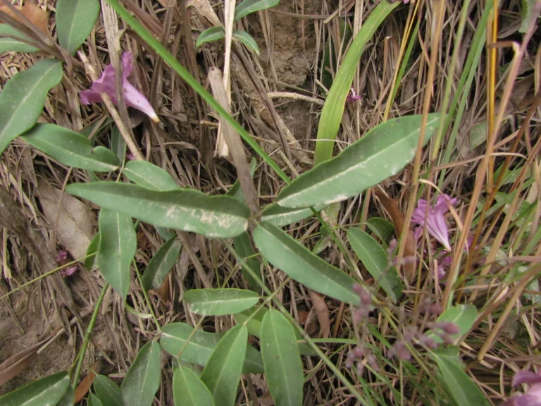 Fridericia chica (6)