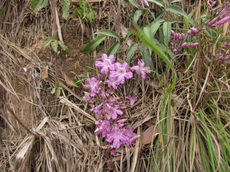 Fridericia chica (3)