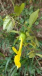 Dolichandra unguis-cati (9)