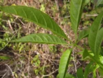 Cybistax antisiphilitica (22)