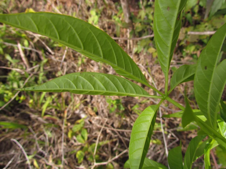 Cybistax antisiphilitica (22)
