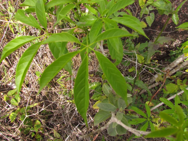 Cybistax antisiphilitica (20)