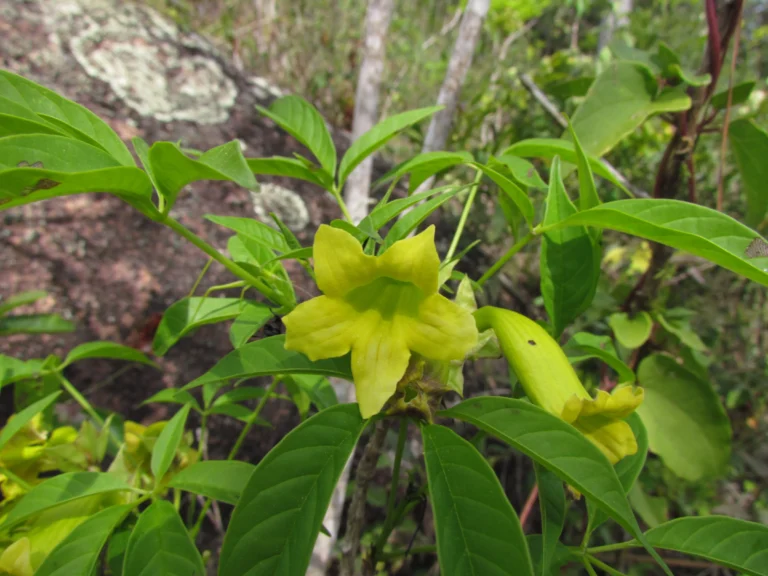 Cybistax antisiphilitica (15)