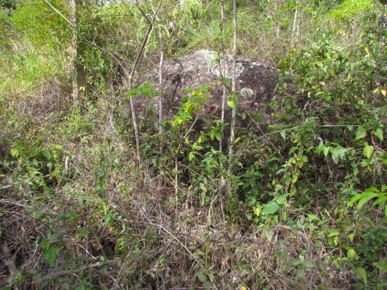 Cybistax antisiphilitica (13)