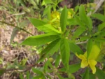 Cybistax antisiphilitica (11)