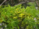 Cybistax antisiphilitica (9)