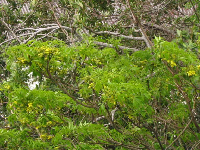 Cybistax antisiphilitica (6)
