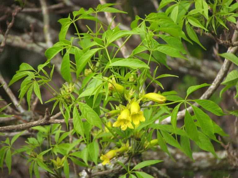 Cybistax antisiphilitica (4)