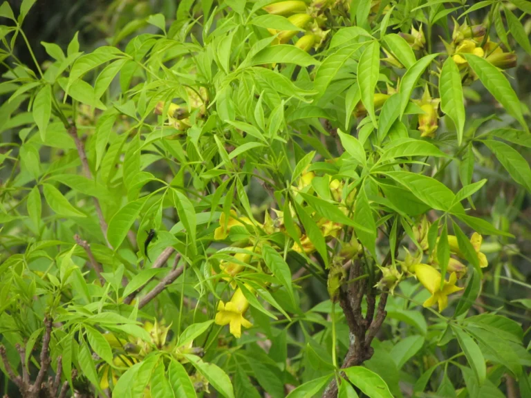 Cybistax antisiphilitica (5)