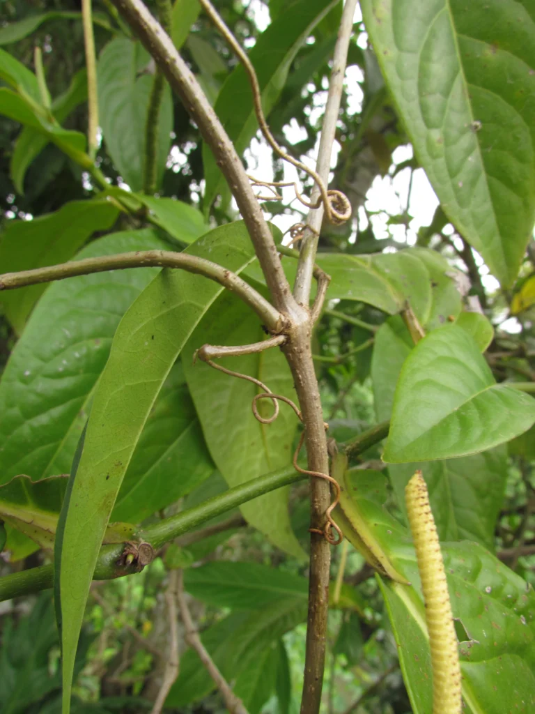 Bignonia binata (8)