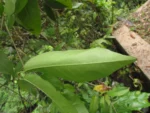 Bignonia binata (7)