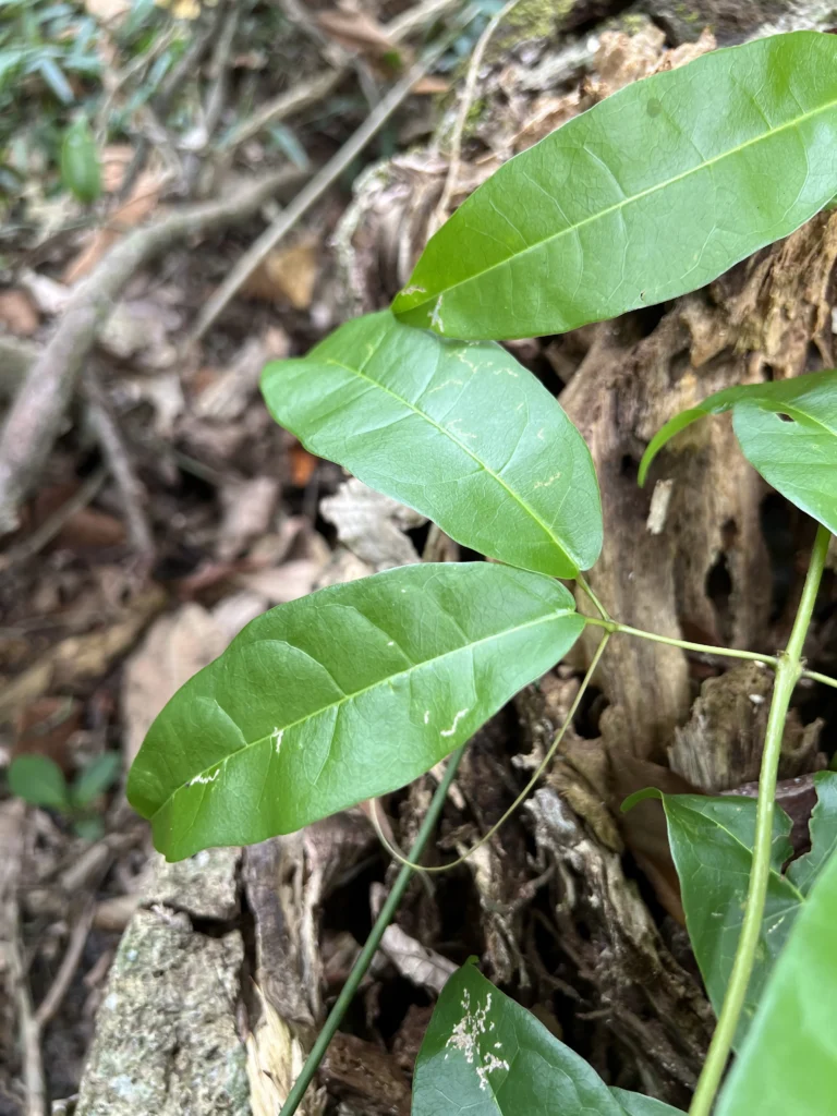 Bignonia binata (8)